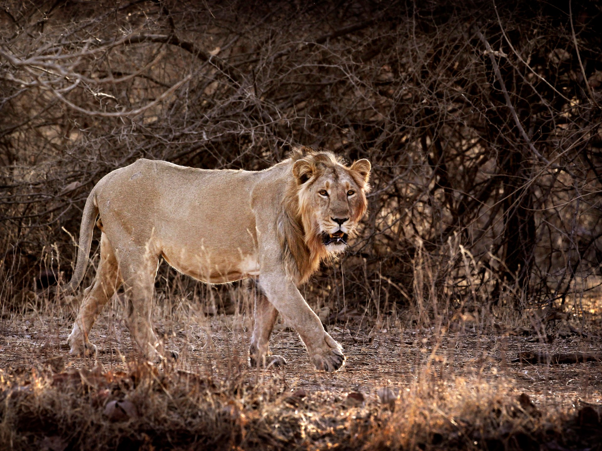 India’s lion numbers soar: Why are some conservationists worried? | Wildlife News