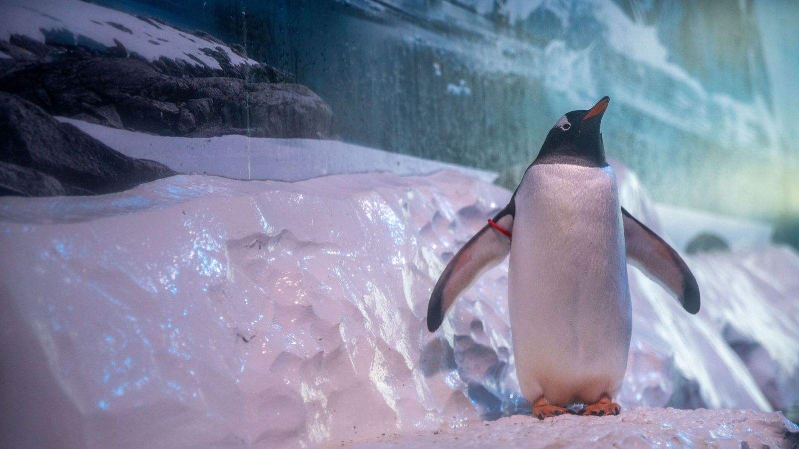 Company boss challenged to 'swap places' with penguins 'trapped in basement' of aquarium | UK News