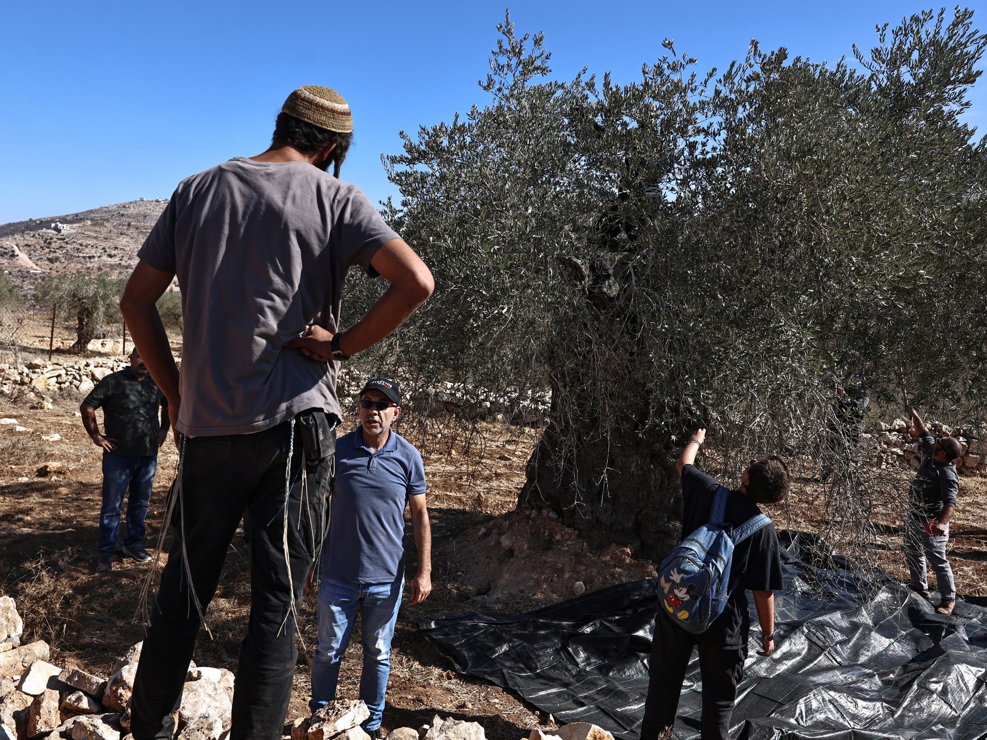 Israeli army, settlers target Palestinian olive harvesters in West Bank | Israel-Palestine conflict News